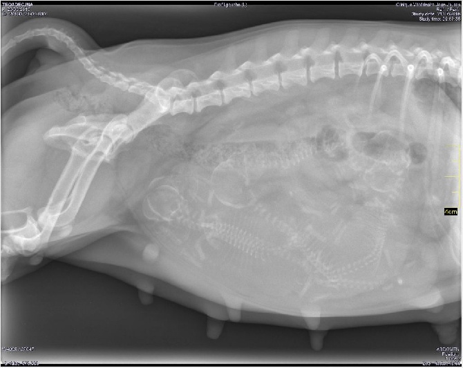 Bientôt l'arrivée des bébés !!! Radiographie de fin de Gestation